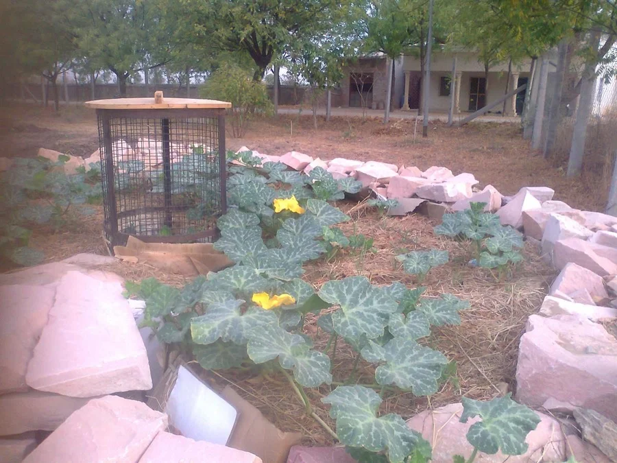 HAPPY FLOWERING PUMKINS IN KEYHOLE GARDEN